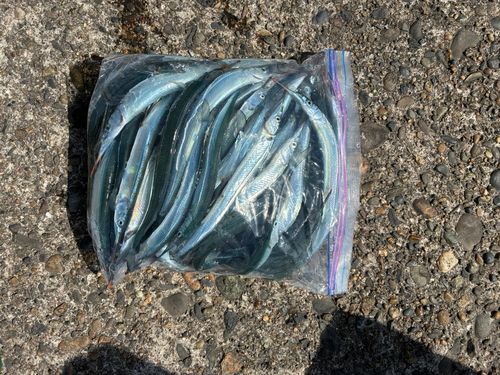 サヨリの釣果