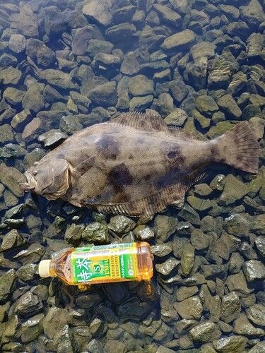 ヒラメの釣果