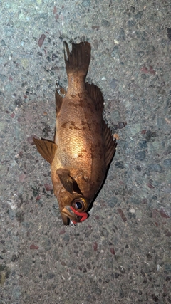 アカメバルの釣果
