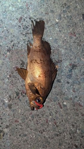 アカメバルの釣果