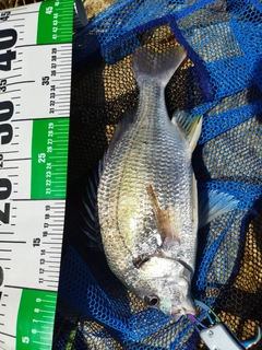 キビレの釣果