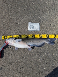 アメリカナマズの釣果