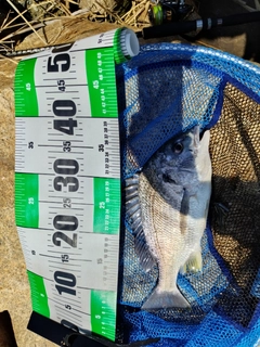 キビレの釣果