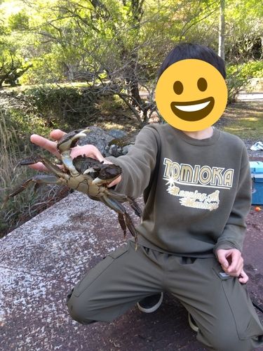 モクズガニの釣果