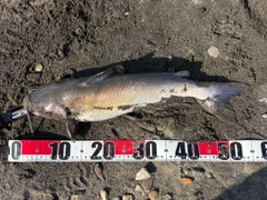 アメリカナマズの釣果