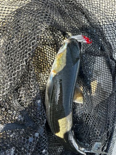 ボラの釣果