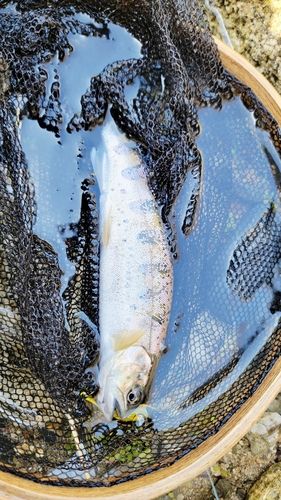 アマゴの釣果