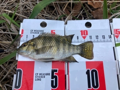 ティラピアの釣果