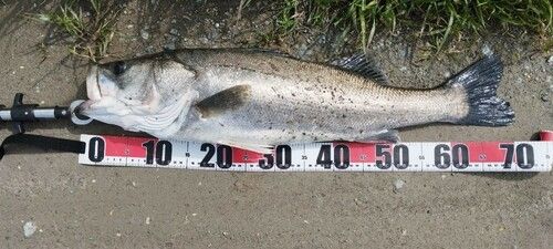 タイリクスズキの釣果