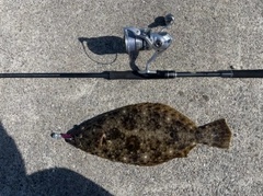 ヒラメの釣果