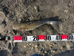 アメリカナマズの釣果