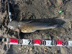 アメリカナマズの釣果