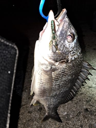 キビレの釣果