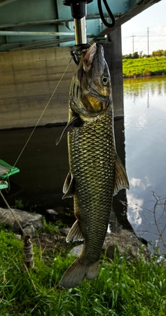ニゴイの釣果