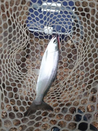ヒメマスの釣果