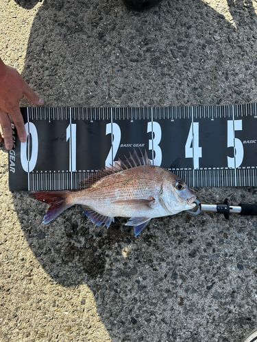 マダイの釣果