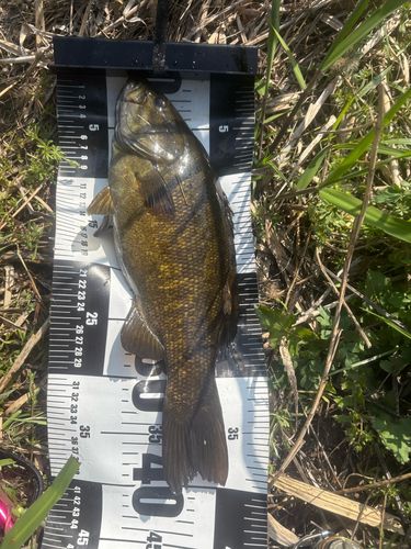 スモールマウスバスの釣果