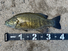 スモールマウスバスの釣果