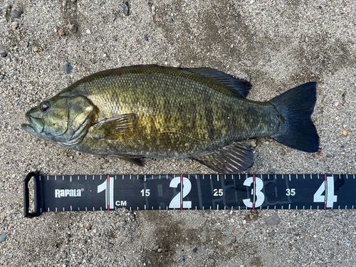 スモールマウスバスの釣果