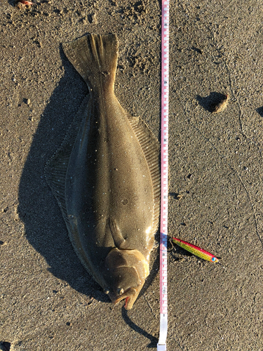 ヒラメの釣果