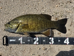 スモールマウスバスの釣果