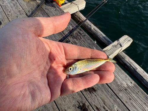 アジの釣果