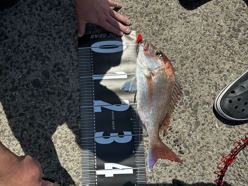 マダイの釣果