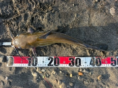 アメリカナマズの釣果