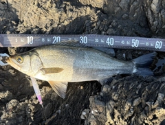 ヒラスズキの釣果