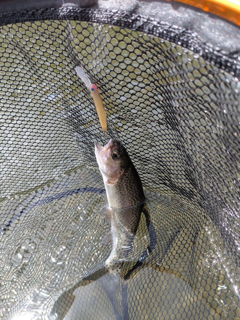 ニジマスの釣果写真