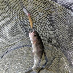 ニジマスの釣果写真
