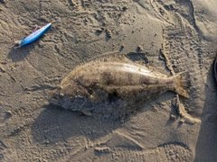 ソゲの釣果