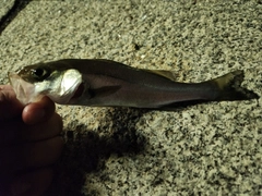 セイゴ（マルスズキ）の釣果