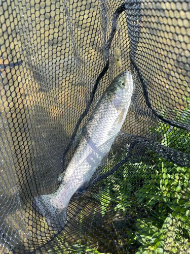 トラウトの釣果
