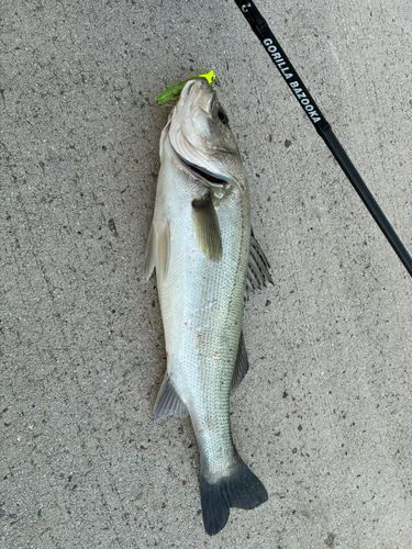 シーバスの釣果