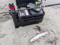 ウミアメの釣果
