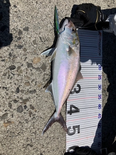 カンパチの釣果