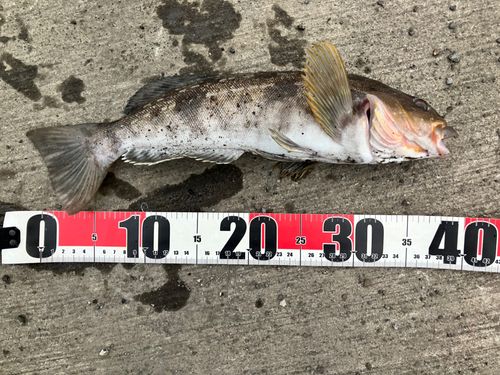 アブラコの釣果
