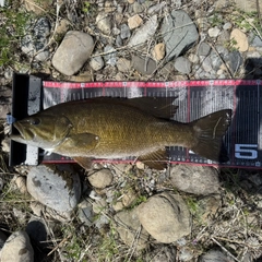 スモールマウスバスの釣果