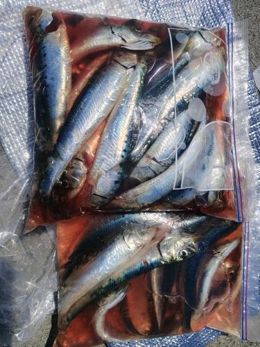 マイワシの釣果