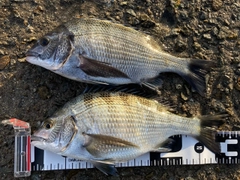 チヌの釣果