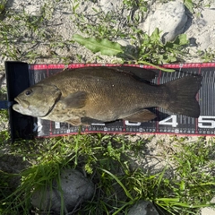スモールマウスバスの釣果