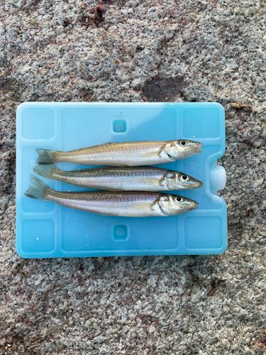 キスの釣果