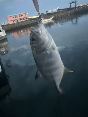 ギンガメアジの釣果
