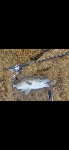 マルスズキの釣果