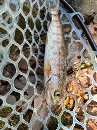 アマゴの釣果