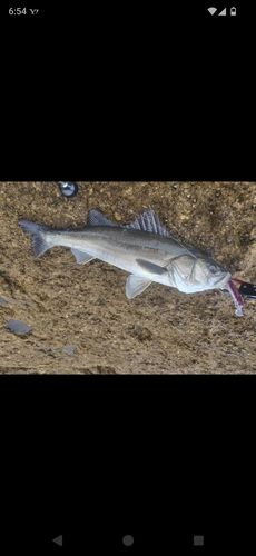 マルスズキの釣果