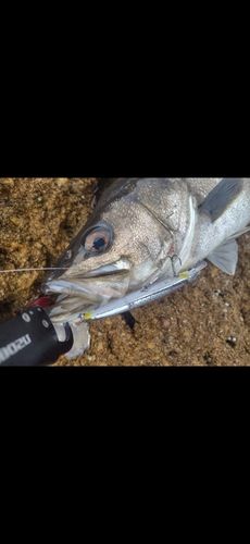 マルスズキの釣果