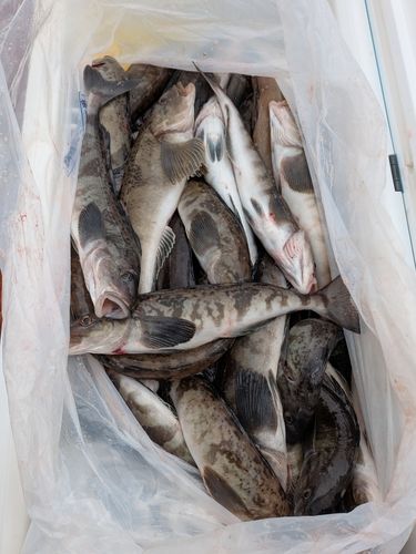 ホッケの釣果