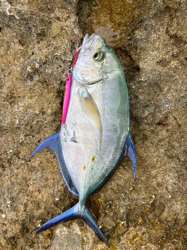 ナンヨウカイワリの釣果